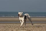 BOULEDOGUE AMERICAIN 214